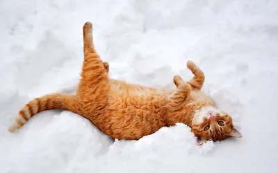 Коты в снегу | Пикабу