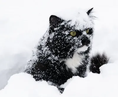 Кошка На Снегу Зимой Фотография, картинки, изображения и сток-фотография  без роялти. Image 13451075