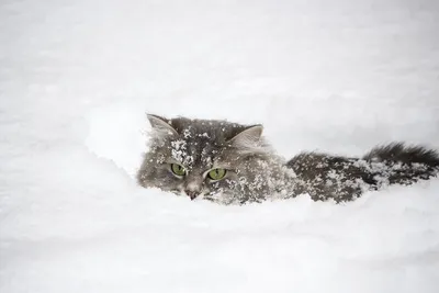 Смешные коты в снегу) (Funny Cats in Snow) - YouTube