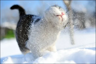Снежный кот | Пикабу