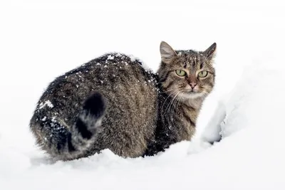 Кот из ролика «Давай, брат, плыви!» стал главным мемом февральского  снегопада в Москве - KP.RU