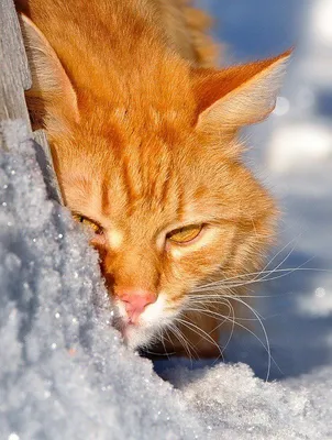Рыжий кот радуется снегу | Котята, Животные, Кошки