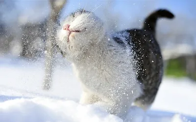 Большой кот в снегу зимой | Премиум Фото