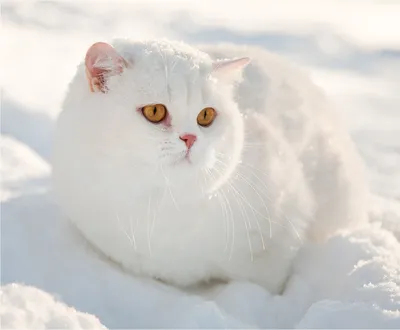 зима :: одетый кот на снегу :: котэ (прикольные картинки с кошками) /  смешные картинки и другие приколы: комиксы, гиф анимация, видео, лучший  интеллектуальный юмор.
