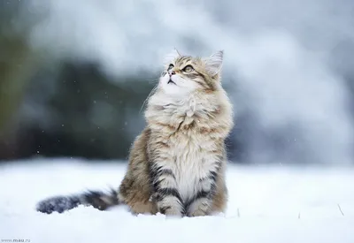 Серый толстый кот на снегу с белым фоном Stock Photo | Adobe Stock