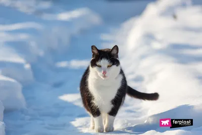 Кот и снег | Set Fly | Flickr