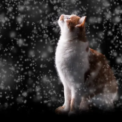 Симпатичный Маленький Кот В Снегу — стоковые фотографии и другие картинки  Снег - Снег, Избыток, Домашняя кошка - iStock