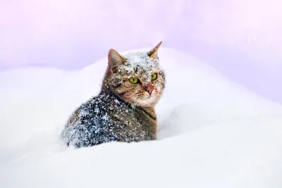Коты в снегу - 69 фото