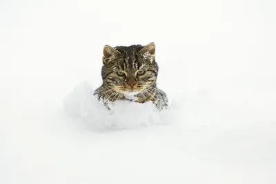 Коты в снегу | Пикабу