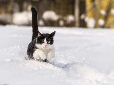 Кот в снегу» — создано в Шедевруме