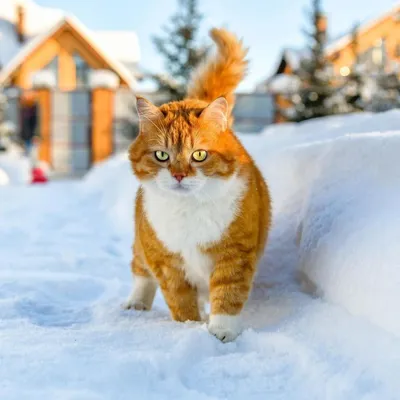 В кота в снегу стоковое фото. изображение насчитывающей кот - 208979720
