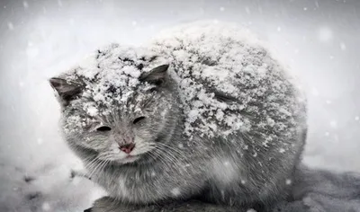 Скачать обои снег, кот, сугробы, snow, cat разрешение 2560x1600 #4924