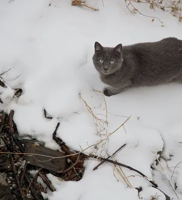 серый кот сидит в снегу на тропинке на улице Stock Photo | Adobe Stock