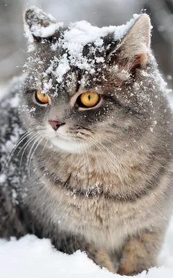Кот на снегу · Бесплатные стоковые фото