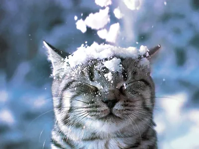 Кошка в снегу зимой | Премиум Фото