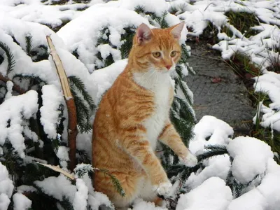 Пригоден ли кошкам в пищу снег? | Пикабу