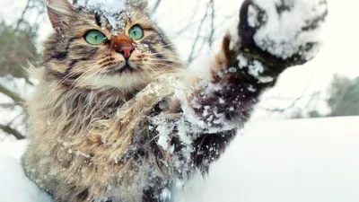 Кошки на снегу - Интересные фото