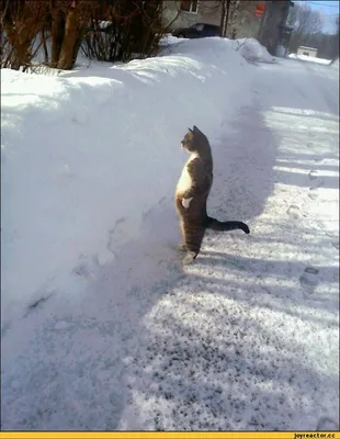 Кот в снегу. Серый кот зимой в глубокий снег. Он получает хвост вверх.  Стоковое Фото - изображение насчитывающей передне, идет: 208070268