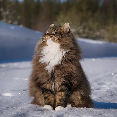 Кот в снегу играется» — создано в Шедевруме