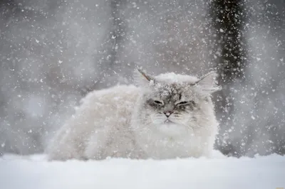 кот на снегу | Животные, Кот-воитель, Кот
