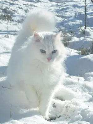 Кошки в Техасе впервые увидели снег и позабавили соцсети — 18.02.2021 — В  мире, Lifestyle, Срочные новости на РЕН ТВ