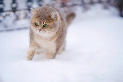 Фото кошка Снежинки Снег сидящие животное Рисованные