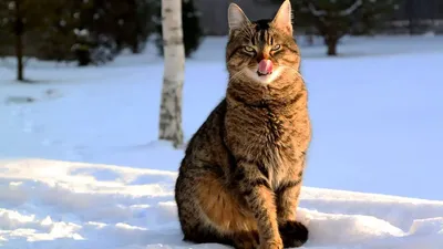 Рыжий кот на снегу Stock Photo | Adobe Stock