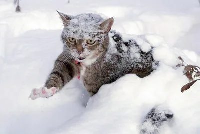 смотрит :: снег :: стоит :: котик :: котэ (прикольные картинки с кошками) /  смешные картинки и другие приколы: комиксы, гиф анимация, видео, лучший  интеллектуальный юмор.