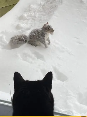 Сибирский кот в снегу (58 фото) - 58 фото
