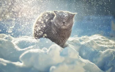 Белопятнистый кот в зимнем саду кот в снегу | Премиум Фото