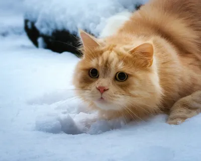 Белый Кот и белый снег в Крыму