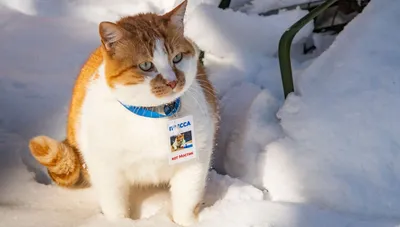Ораньжевый кот в снегу» — создано в Шедевруме
