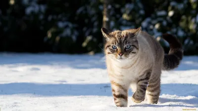 Картинки рыжий, кот, снег, взгляд, кошка - обои 1280x1024, картинка №424551