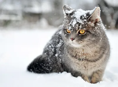 Кошка в снегу - 70 фото