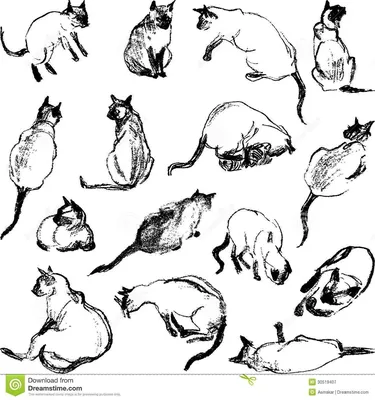 Котенок вид сзади PNG , котенок, Вид сзади, чёрная кошка PNG картинки и пнг  PSD рисунок для бесплатной загрузки