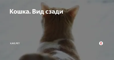 Ручной обращается мультфильм белый кот вид сзади изображение_Фото номер  611505211_PSD Формат изображения_ru.lovepik.com