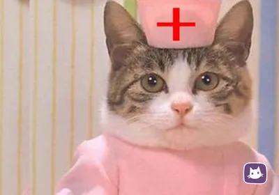 Кот-врач в беллм медицинском халате…» — создано в Шедевруме