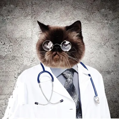 ⬇ Скачать картинки Кошка врач, стоковые фото Кошка врач в хорошем качестве  | Depositphotos