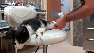 Собачий врач лечит кота стоковое фото. изображение насчитывающей назначения  - 164683842