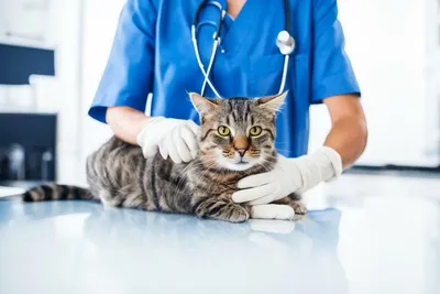 Крипторхизм у котов: что это, типы аномалии, лечение - Умная ветеринария