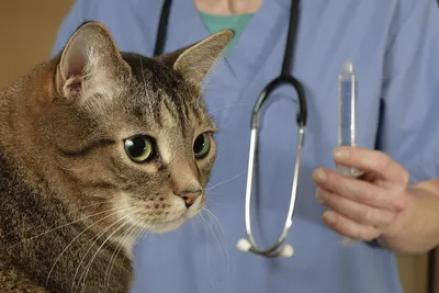 Знакомьтесь, это кот Тиша и вот такую красоту врач вытащила у котика из  ротовой полости. Дорогие владельцы своих маленьких любимцев… | Instagram