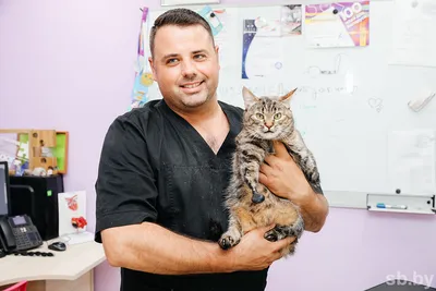 ветеринарный кот-врач для животных в медицинской форме и перчатках держит  маленького котенка. ветеринарная клиника. копировать Стоковое Изображение -  изображение насчитывающей уговариваний, ангстрома: 227336089