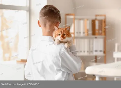 Кот врач фото фотографии