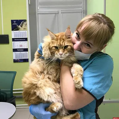 Ветеринарный врач с милым котиком в клинике :: Стоковая фотография ::  Pixel-Shot Studio