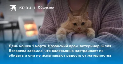 Многие писали: «Да просто усыпите!»: новосибирские врачи установили протезы  коту, которого нашли вмерзшим в лед » Кошка Ветра