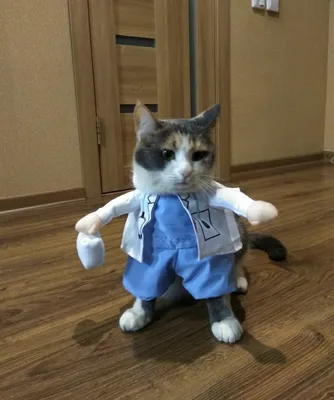 Кот доктор стоковое изображение. изображение насчитывающей кот - 127185103