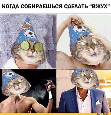 Мемный Кот Вжух 2024 | ВКонтакте