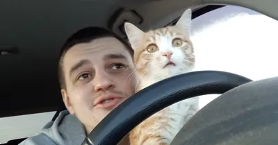 Кот за рулём — DRIVE2