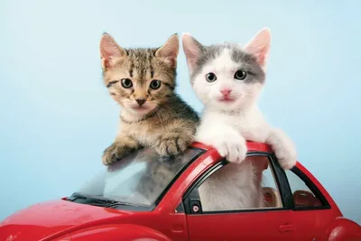 Кот за рулём автомобиля, рядом …» — создано в Шедевруме