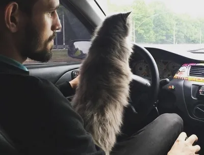 Житель Саратова посадил за руль кота — Регион 64